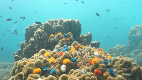 Christmas Tree Worms Stock Footage 281929868