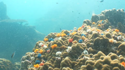 Christmas Tree Worms Stock Footage 281929956