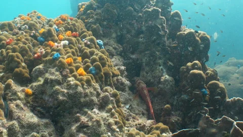 Christmas Tree Worms Stock Footage 281929990