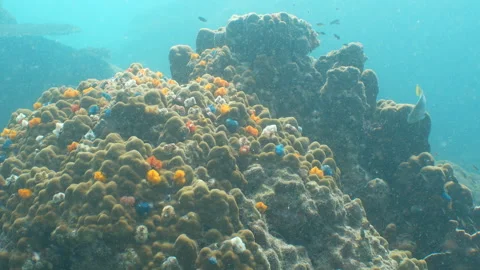 Christmas Tree Worms - medium shot Stock Footage 281929820