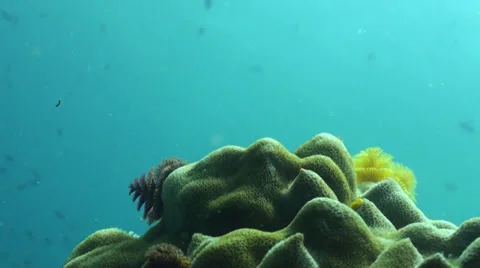Christmas tree worms open up to feed Stock Footage 33091410