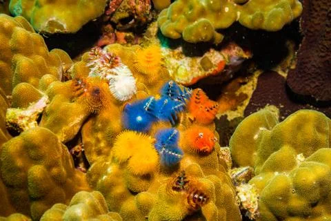 Christmas tree worms Stock Photos