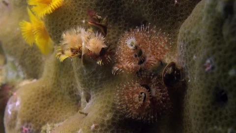 Christmas Tree Worms Stock Footage Royalty Free Stock Videos Pond5 Christmas Tree Worms Stock Footage Royalty Free Stock Videos Pond5