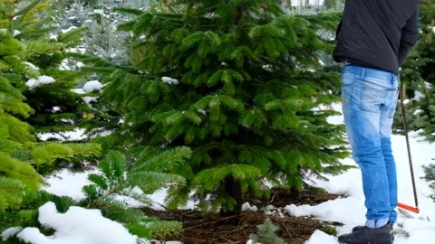Christmas tree.Cutting down a Christmas tree in a snowy Christmas market Stock Footage 217434160