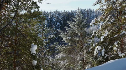 Christmas trees and pines under the snow. Stock Footage 123712693