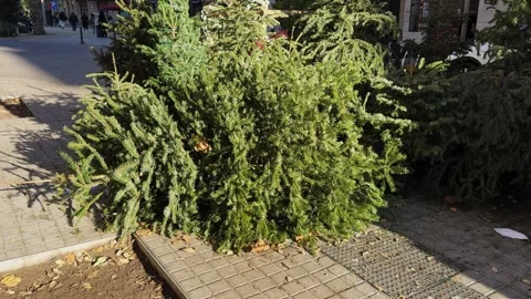 Christmas trees beside garbage bin after the holidays. Ecology, environment and Stock Footage 318747369