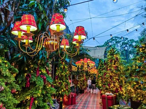 Christmas trees, boxes of presents with red ribbons on alleyway Stock Photos