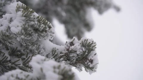 Christmas trees,  branches 스톡 동영상 284838499