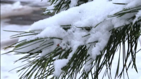 Christmas trees on a city dump under the snow Stock Footage 100181082