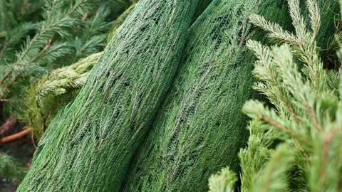 Christmas trees close-up in special nets Stock Footage 221412854