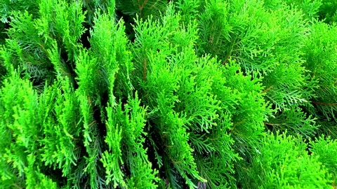 Christmas Trees Evergreen Trees. Pine trees Beauty Enhancing Tree. Stock-Footage 108636083