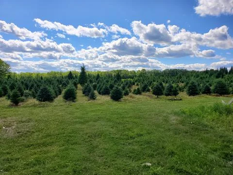Christmas Trees in a Field Foto stock