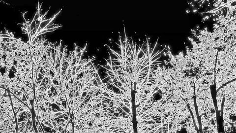 Christmas Trees Stock Footage 83817854