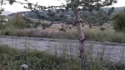 Christmas Trees Stock Footage 160765977