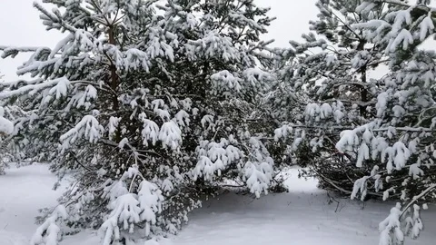 Christmas trees in the forest Stock Footage 100360004