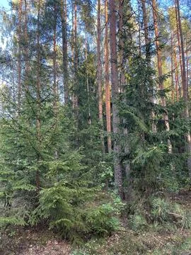 Christmas trees in the forest Stock Photos