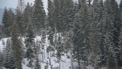 Christmas trees in the highlands Stock Footage 127231663