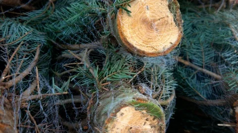 Christmas Trees In A Net Video stock 102750366