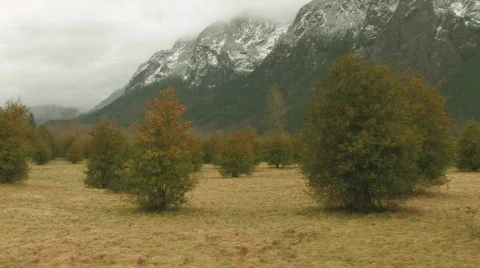 Christmas trees nursery Stock Footage 125524