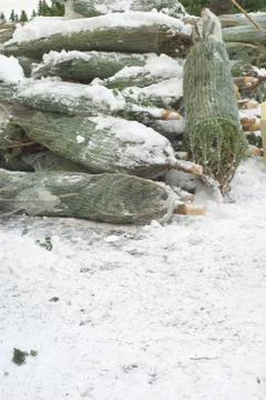 Christmas trees Foto stock