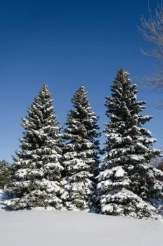 Christmas trees Stock Photos