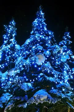 Christmas trees Stock Photos