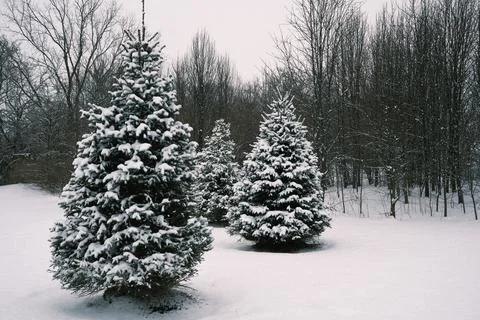 Christmas trees Stock Photos
