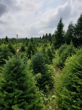 Christmas Trees Foto stock