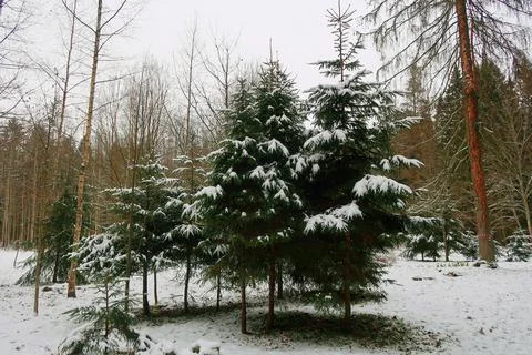 Christmas trees Stock Photos