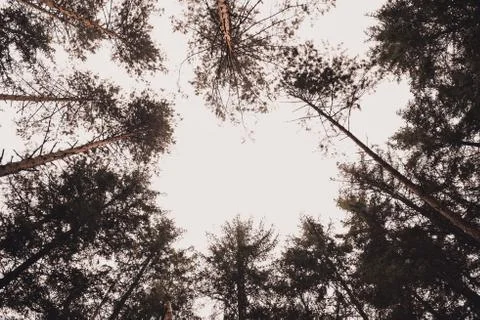 Christmas trees Pine coniferous forest bottom view to sky Stock Photos