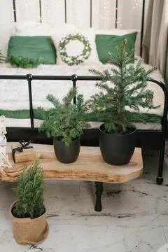 Christmas trees in pots in the interior decor of the bedroom of a cozy Scandi Stock Photos