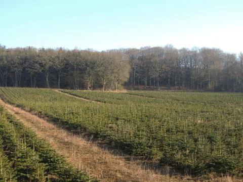 Christmas trees production at tree farm Stock Photos