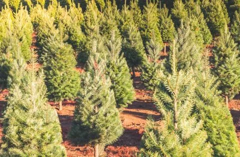 Christmas trees on the red ground in the farm ,country side. Stock Photos