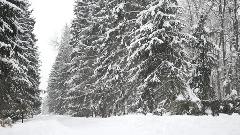 Christmas trees in the snow 動画素材 102321516