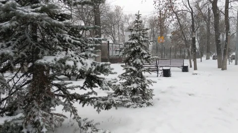 Christmas trees in the snow Stock Footage 129521492