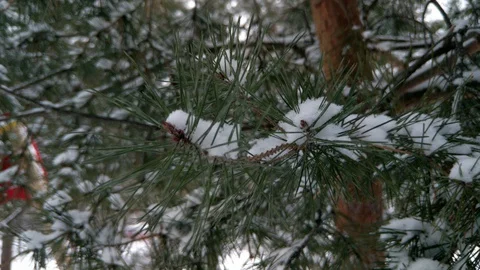 Christmas trees in the snow Stock Footage 129521547