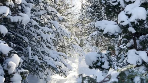 Christmas trees in the snow Stock Footage 297674046