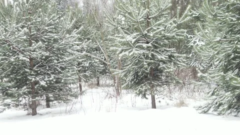 Christmas trees in the snow in the woods Stock Footage 124795431