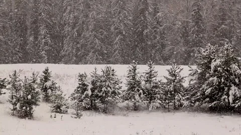 Christmas trees, snowing Stock Footage 1084124