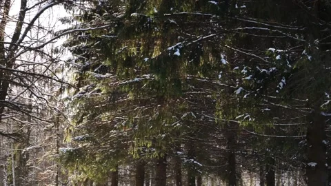Christmas trees in winter forest Stock Footage 159882251