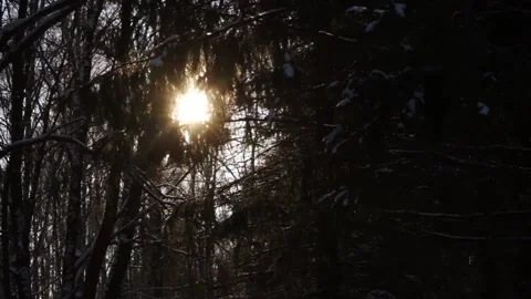 Christmas trees in winter forest Stock Footage 159882300