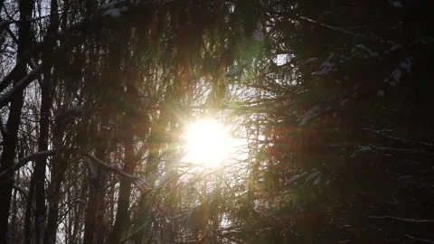 Christmas trees in winter forest Stock Footage 159882323