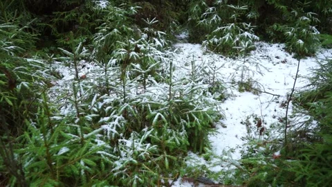Christmas trees in winter forest Stock Footage 159882331