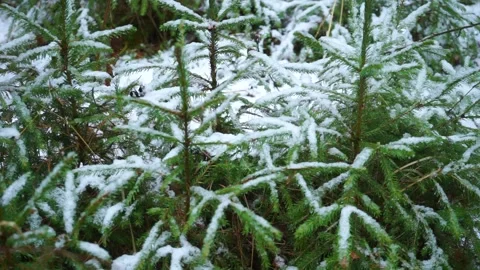 Christmas trees in winter forest Stock Footage 159882363