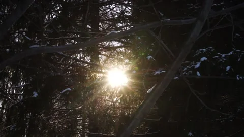 Christmas trees in winter forest Stock Footage 159882365
