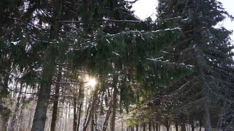 Christmas trees in winter forest Stock Footage 159882367