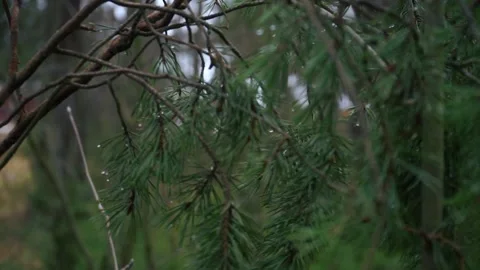 Christmas trees in winter forest Stock Footage 159882425