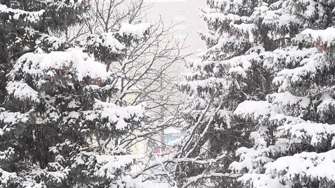 Christmas trees in the winter under the snow Видео 70287407