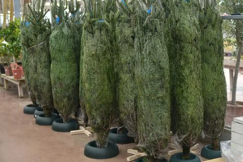 Christmas trees wrapped in a net for sale on a market Stock Photos