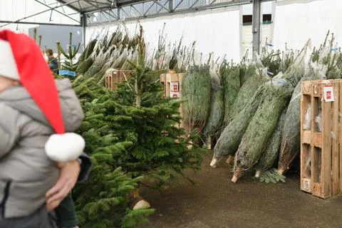 Christmas trees wrapped in a plastic nets Stock-Fotos